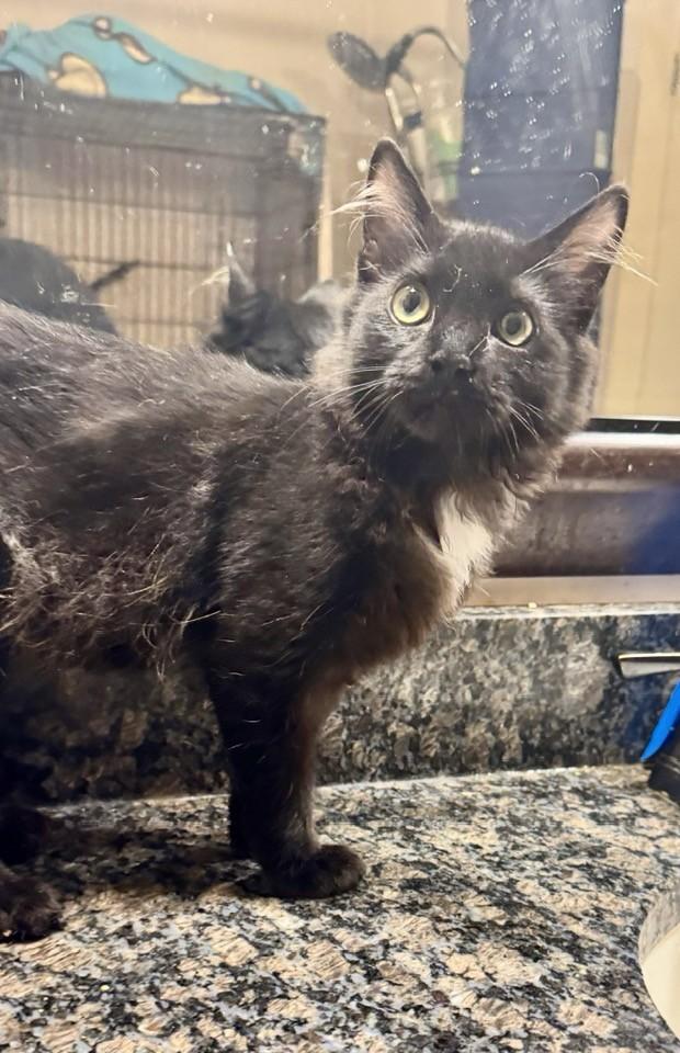 Enlarge Mocha, an adopted Domestic Medium Hair in Columbia, SC image 4/6