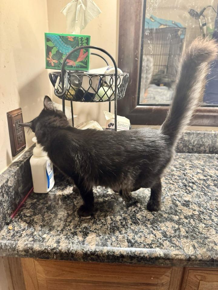 Enlarge Mocha, an adopted Domestic Medium Hair in Columbia, SC image 5/6