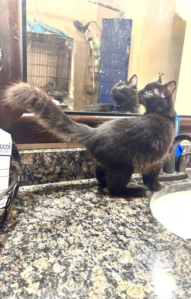 Mocha, adopted, Adult Male Domestic Medium Hair.