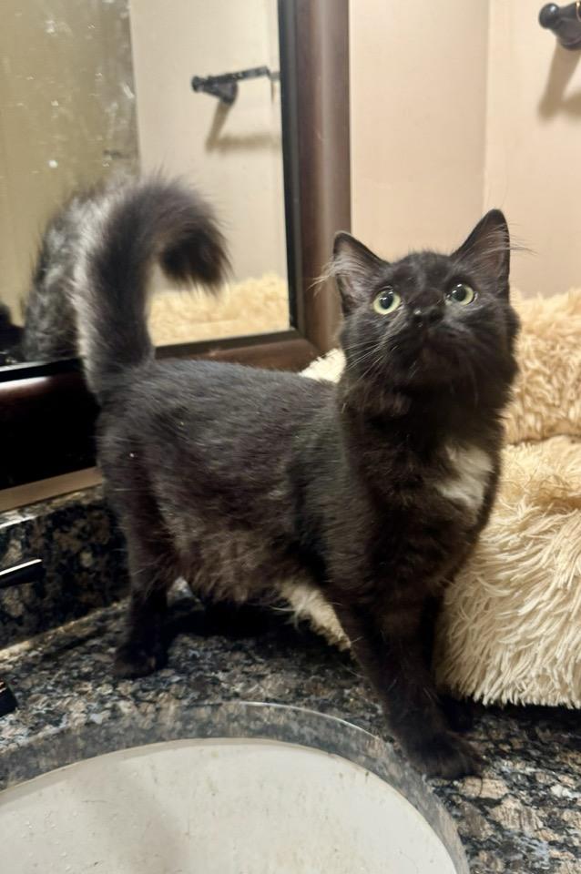 Enlarge Mocha, an adopted Domestic Medium Hair in Columbia, SC image 1/6