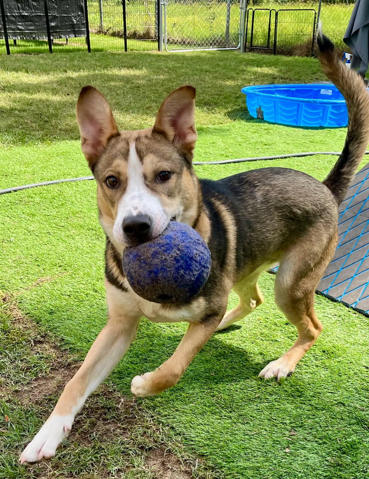 Maxx a Million, Young Male German Shepherd Dog