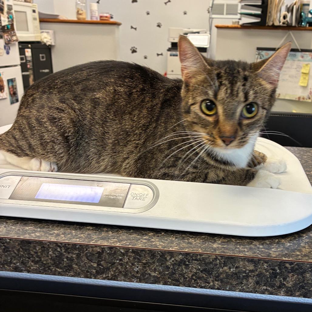 Lil Momma, Adoptable, Adult Female Domestic Short Hair & Domestic Short Hair.