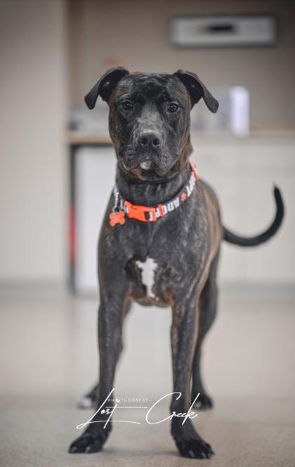 Duke, a Adoptable mixed breed in Kalispell, MT image 1/3