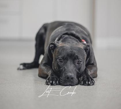 Duke, a Adoptable mixed breed in Kalispell, MT image 2/3