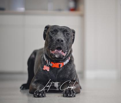 Duke, a Adoptable mixed breed in Kalispell, MT image 3/3