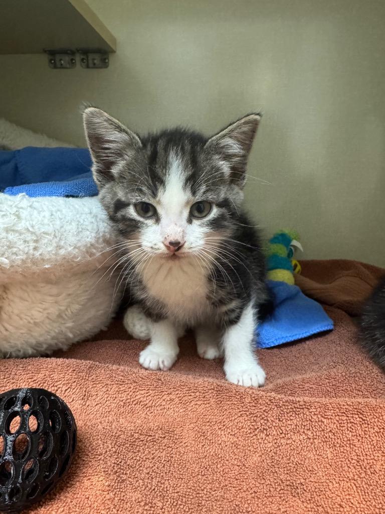Harry, Adoptable, Kitten Male Domestic Short Hair.
