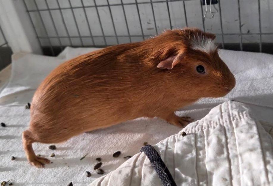 Enlarge Tina & Amy, a Adoptable Guinea Pig in Iowa City, IA image 1/2