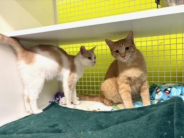 Jacob, a ADOPTABLE Domestic Short Hair in Mound, MN image 2/2