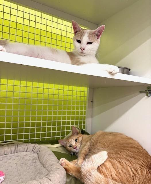 Jacob, ADOPTABLE, Adult Male Domestic Short Hair.