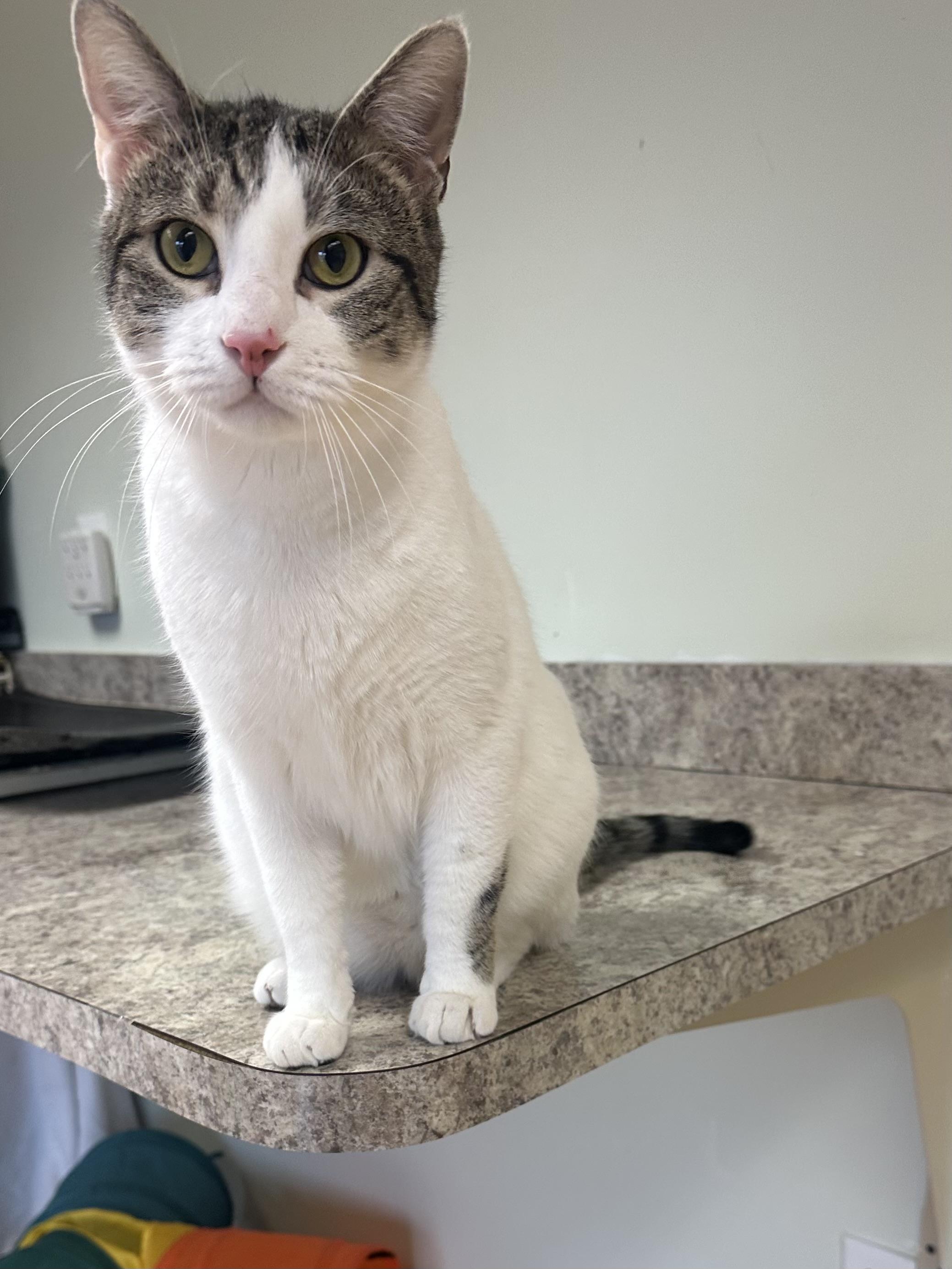 Slim, a ADOPTABLE Domestic Short Hair in Pleasantville, NJ image 1/3