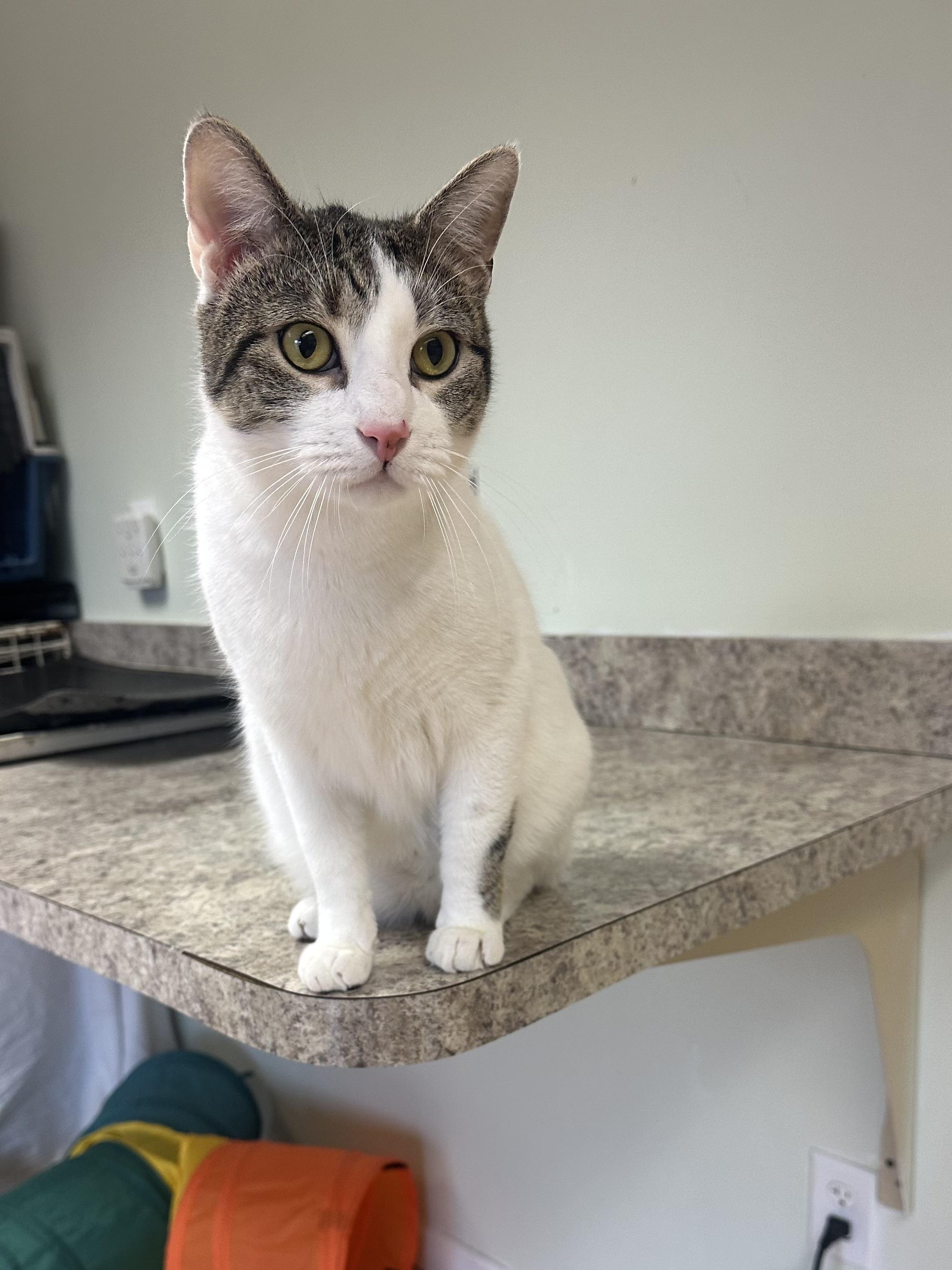 Slim, a ADOPTABLE Domestic Short Hair in Pleasantville, NJ image 2/3