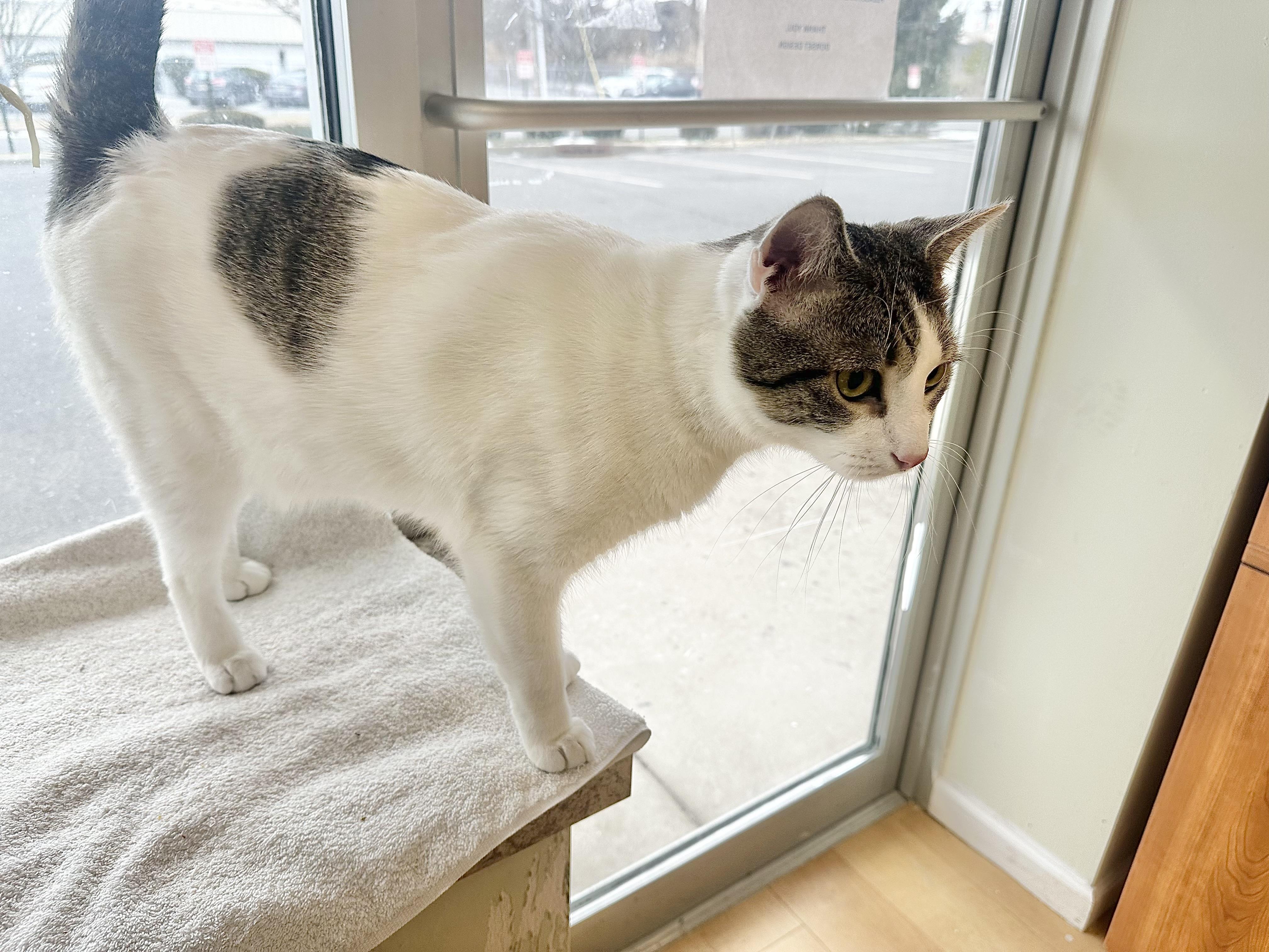 Slim, a ADOPTABLE Domestic Short Hair in Pleasantville, NJ image 3/3