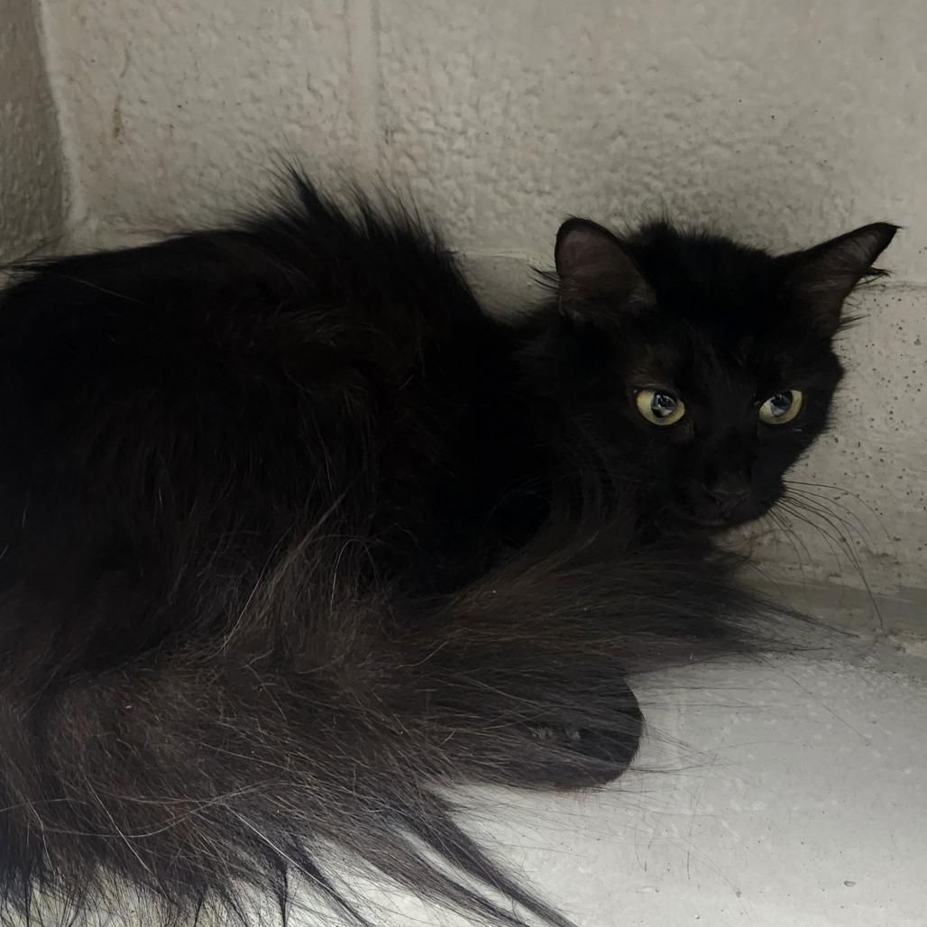 Vader, Adoptable, Adult Female Domestic Long Hair.