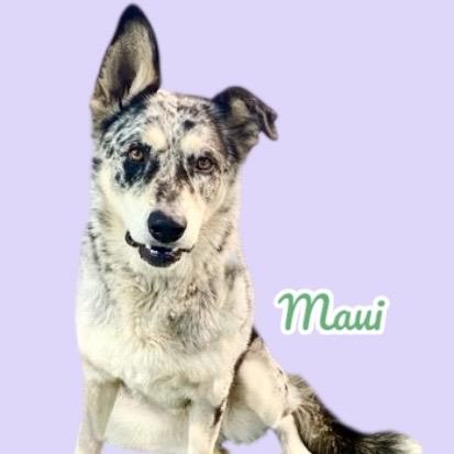 Enlarge Maui, a Adoptable mixed breed in Scottsdale, AZ image 1/1
