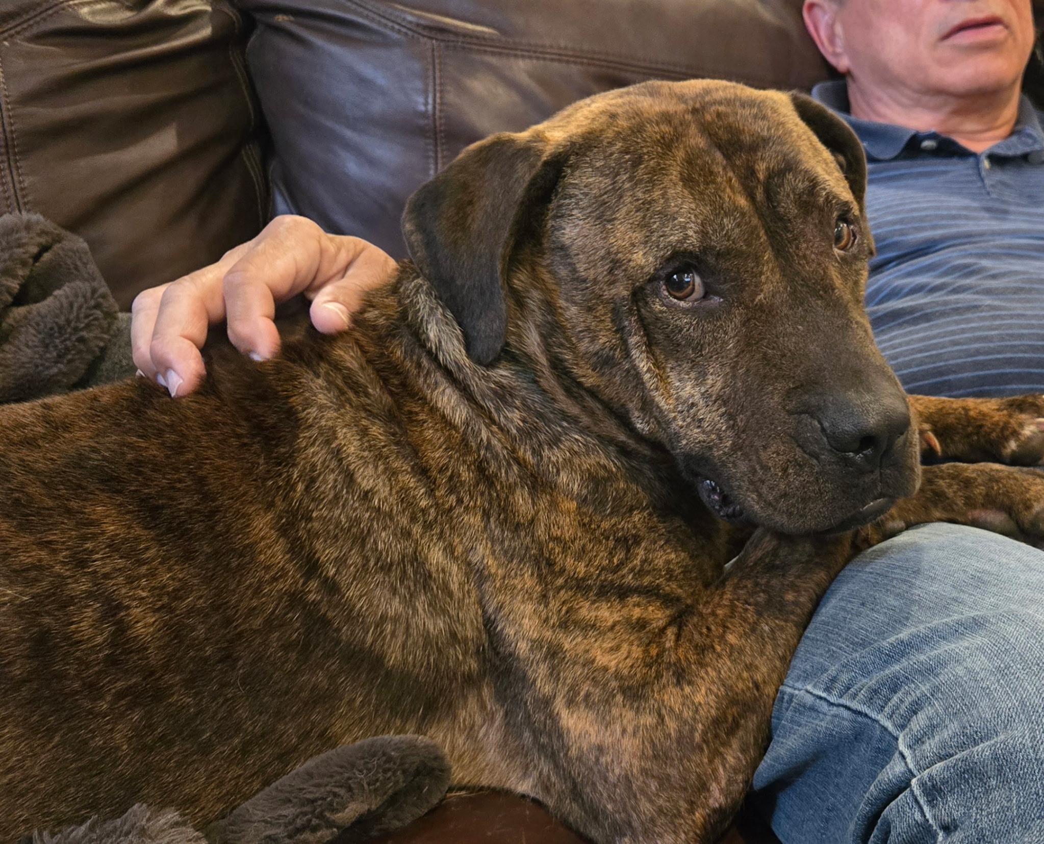 Enlarge Bonsai, a Adoptable mixed breed in Polk, OH image 1/5