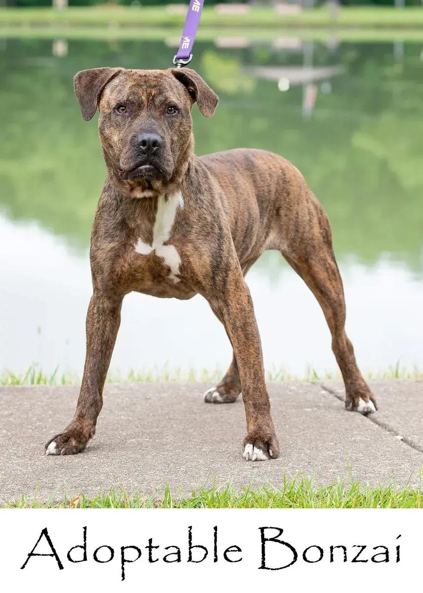 Enlarge Bonsai, a Adoptable mixed breed in Polk, OH image 3/3