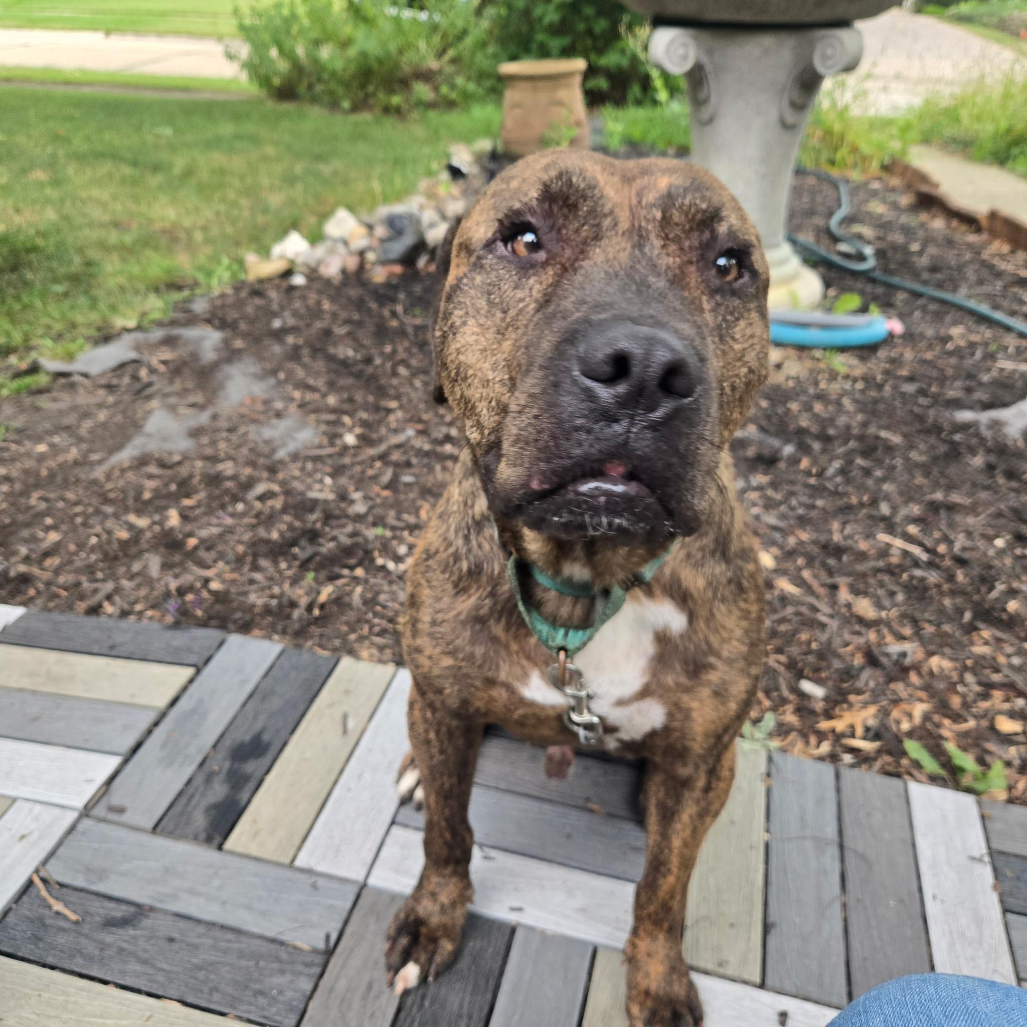 Enlarge Bonsai, a Adoptable mixed breed in Polk, OH image 3/5