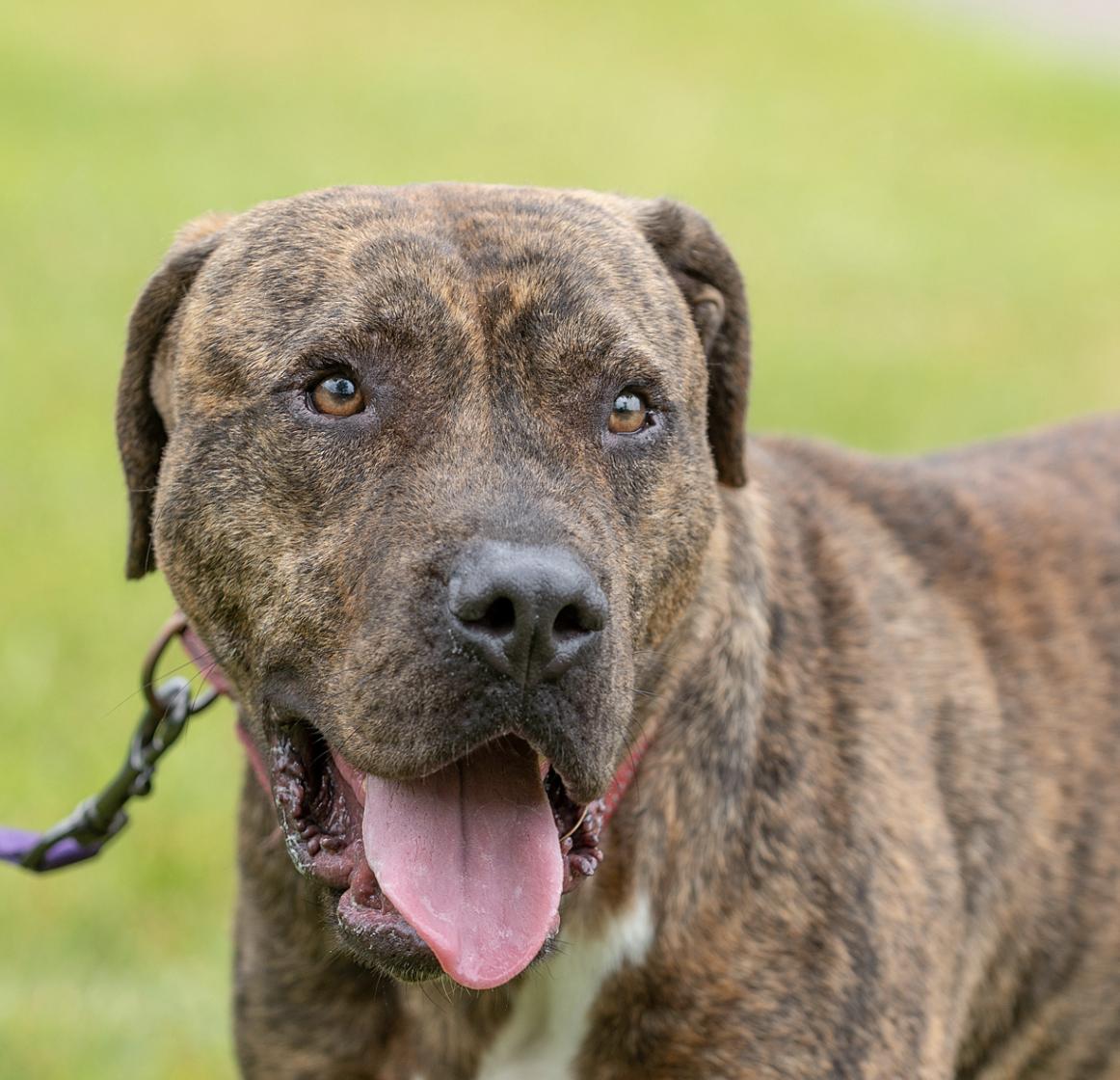 Bonsai, Adoptable, Adult Male Mastiff & Pit Bull Terrier.