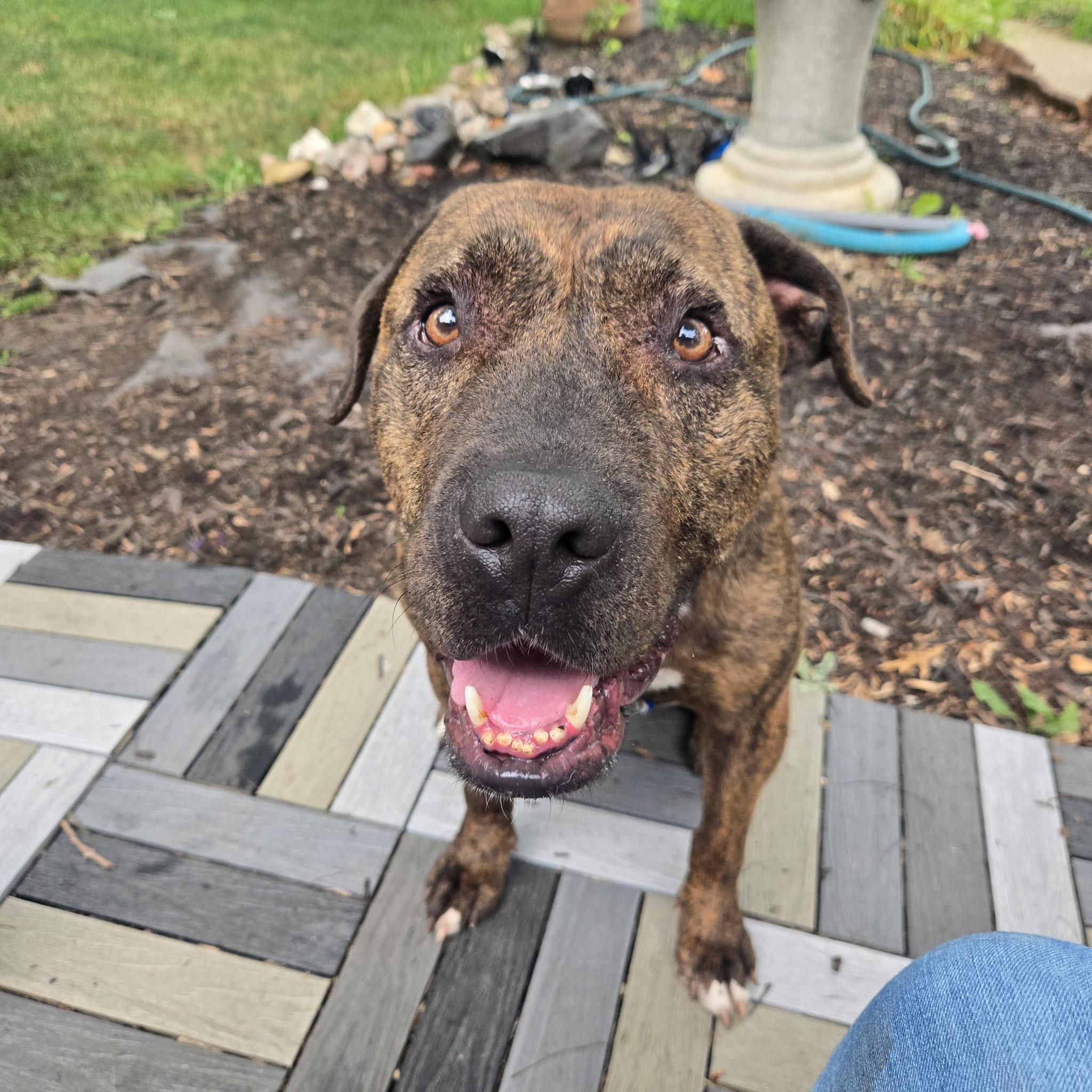 Enlarge Bonsai, a Adoptable mixed breed in Polk, OH image 5/5