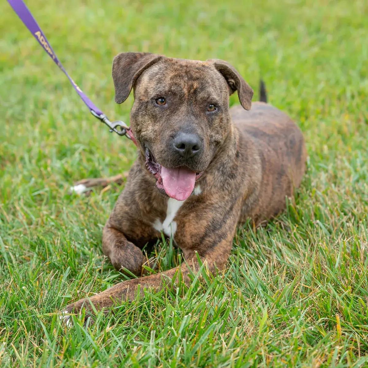 Enlarge Bonsai, a Adoptable mixed breed in Polk, OH image 2/3
