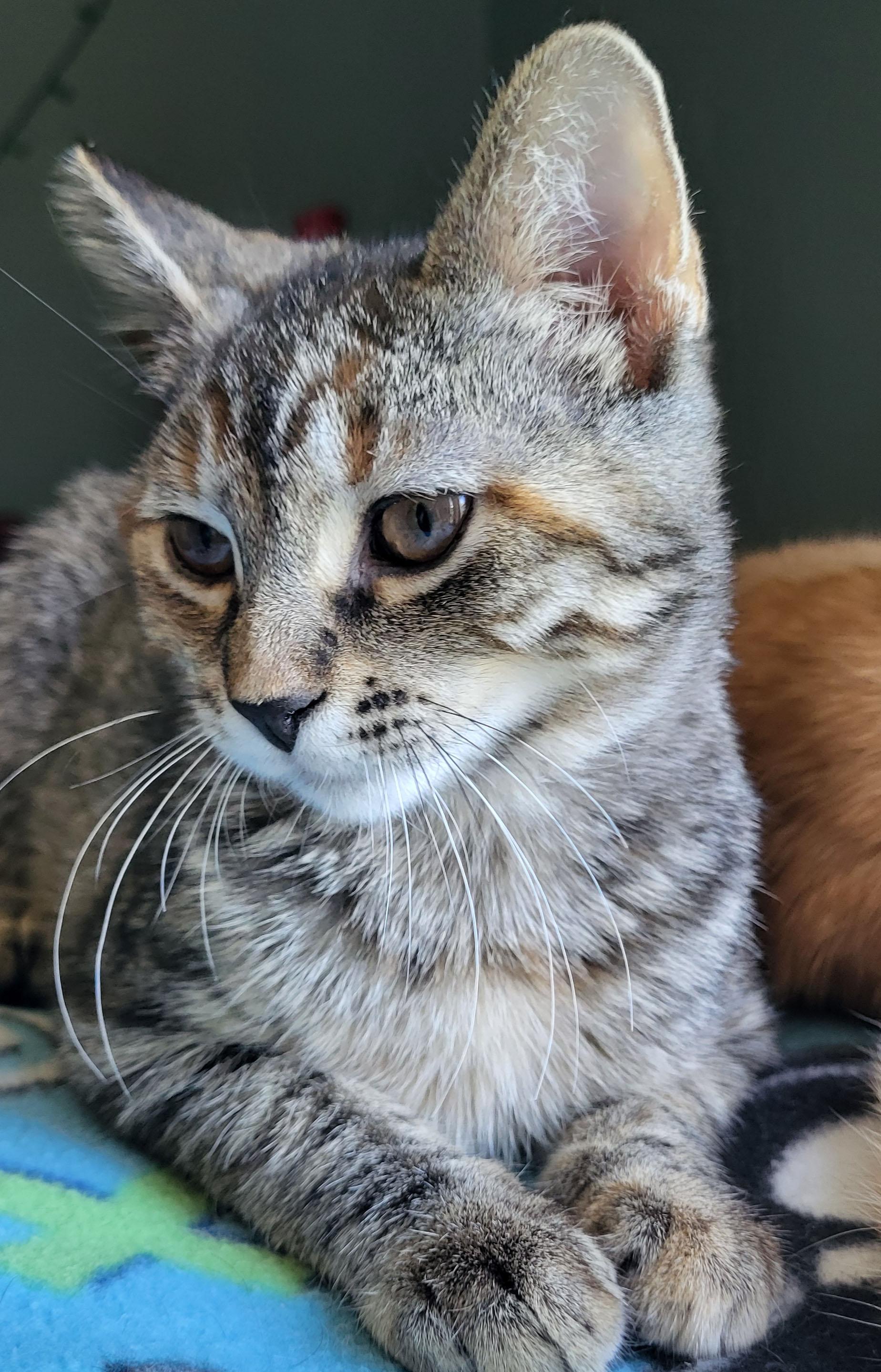 Enlarge Ruby, a Adoptable Domestic Short Hair in Milwaukee, WI image 2/6