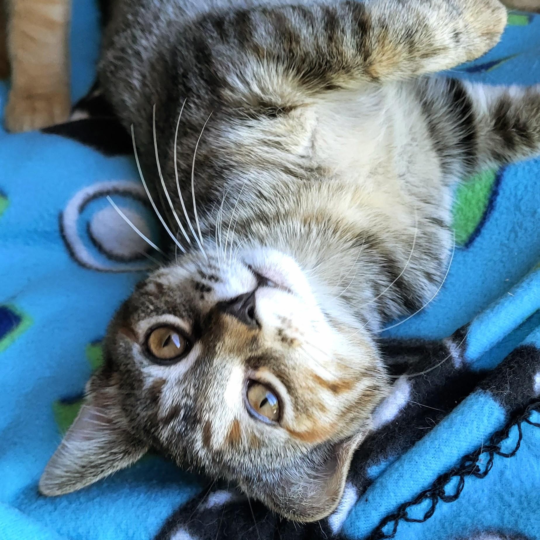 Enlarge Ruby, a Adoptable Domestic Short Hair in Milwaukee, WI image 1/6