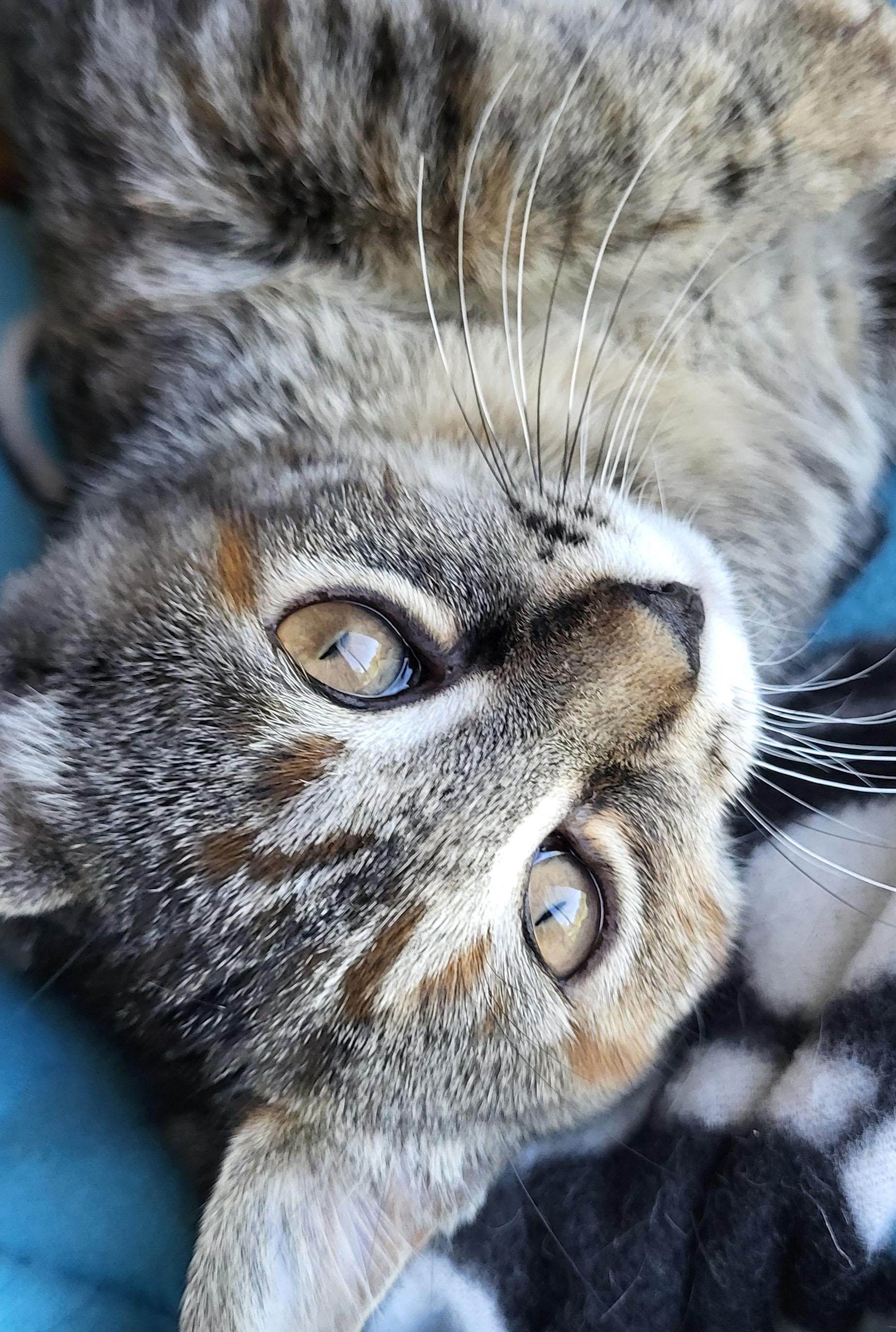 Enlarge Ruby, a Adoptable Domestic Short Hair in Milwaukee, WI image 5/6