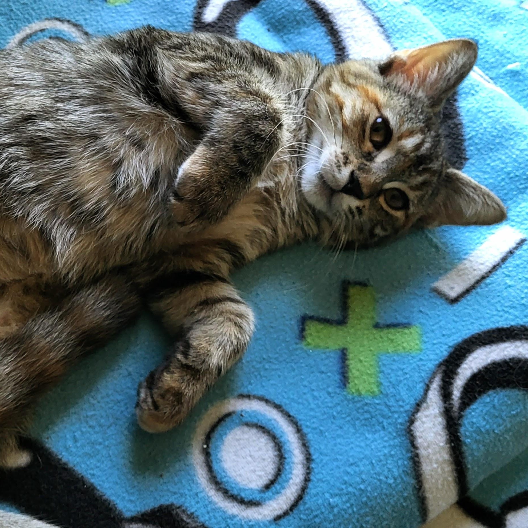 Enlarge Ruby, a Adoptable Domestic Short Hair in Milwaukee, WI image 3/6
