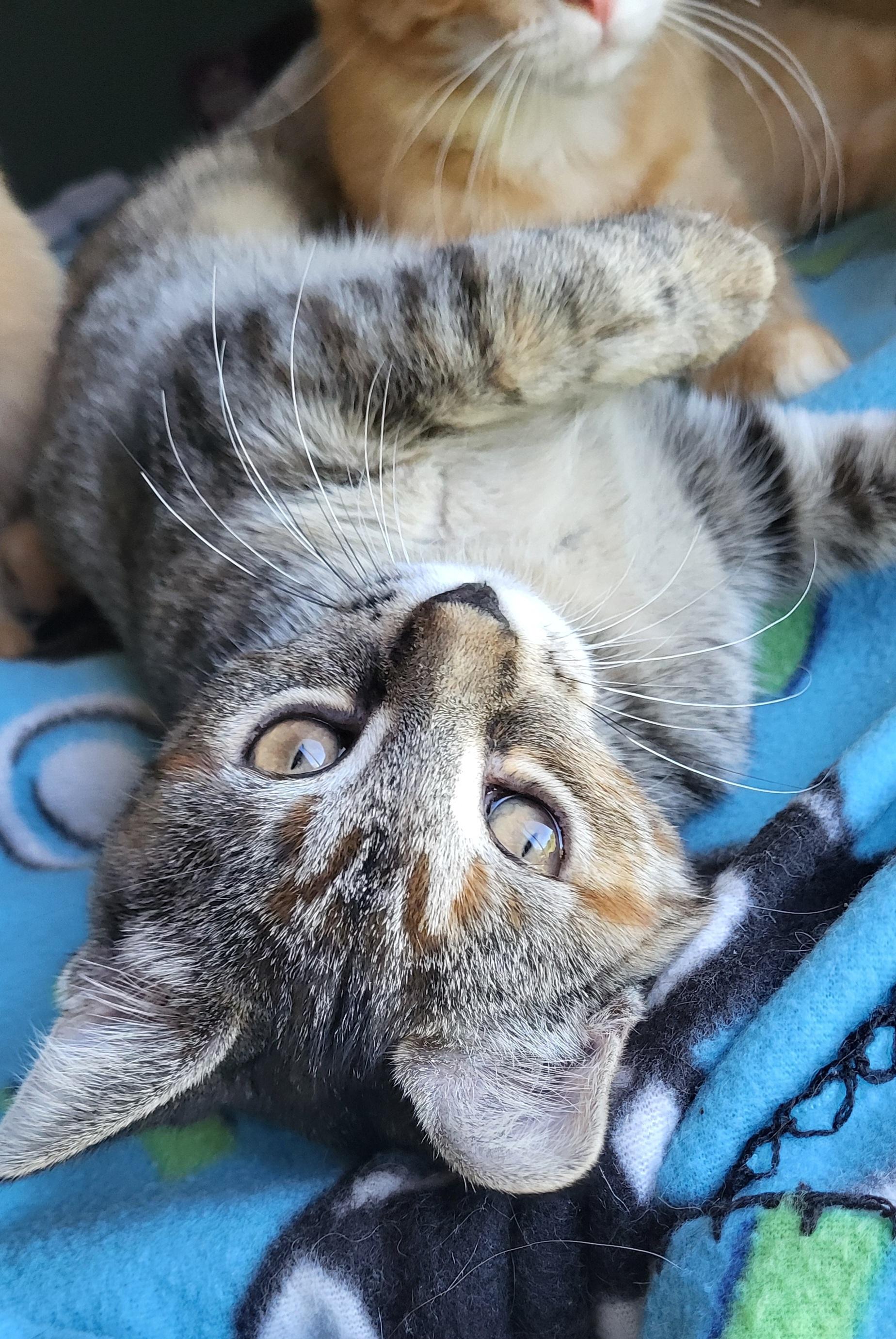 Enlarge Ruby, a Adoptable Domestic Short Hair in Milwaukee, WI image 6/6