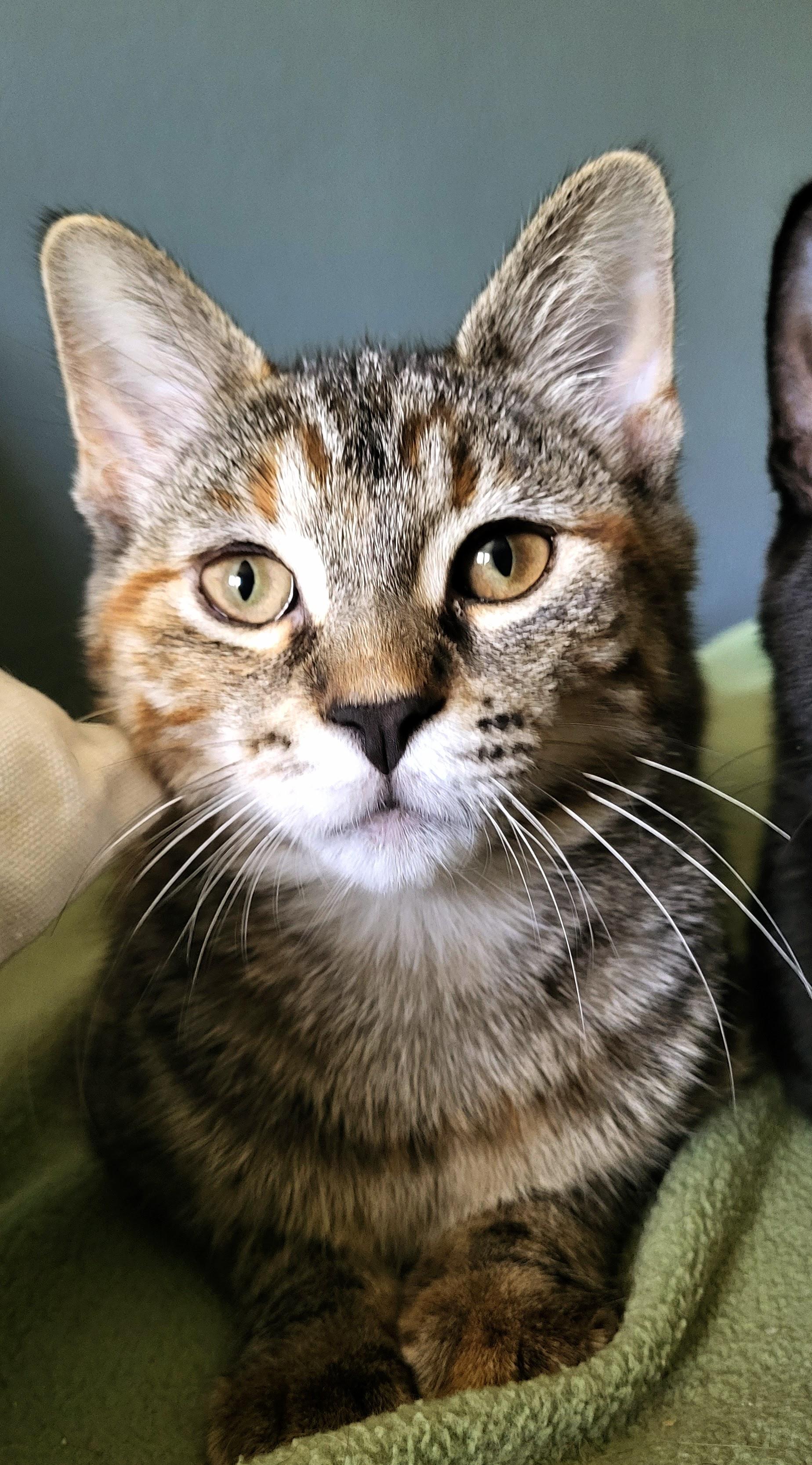 Enlarge Ruby, a Adoptable Domestic Short Hair in Milwaukee, WI image 4/6
