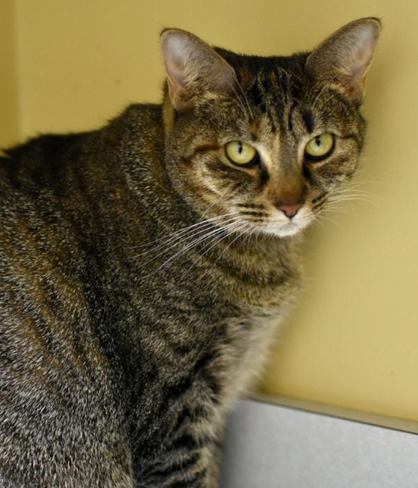 Enlarge Beignet, a Adoptable Domestic Short Hair in Marietta, GA image 1/2
