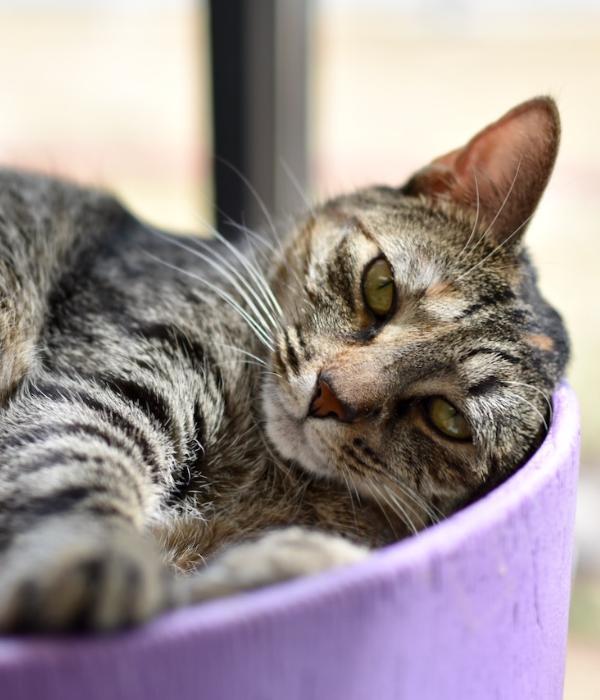 Enlarge Beignet, a Adoptable Domestic Short Hair in Marietta, GA image 2/2