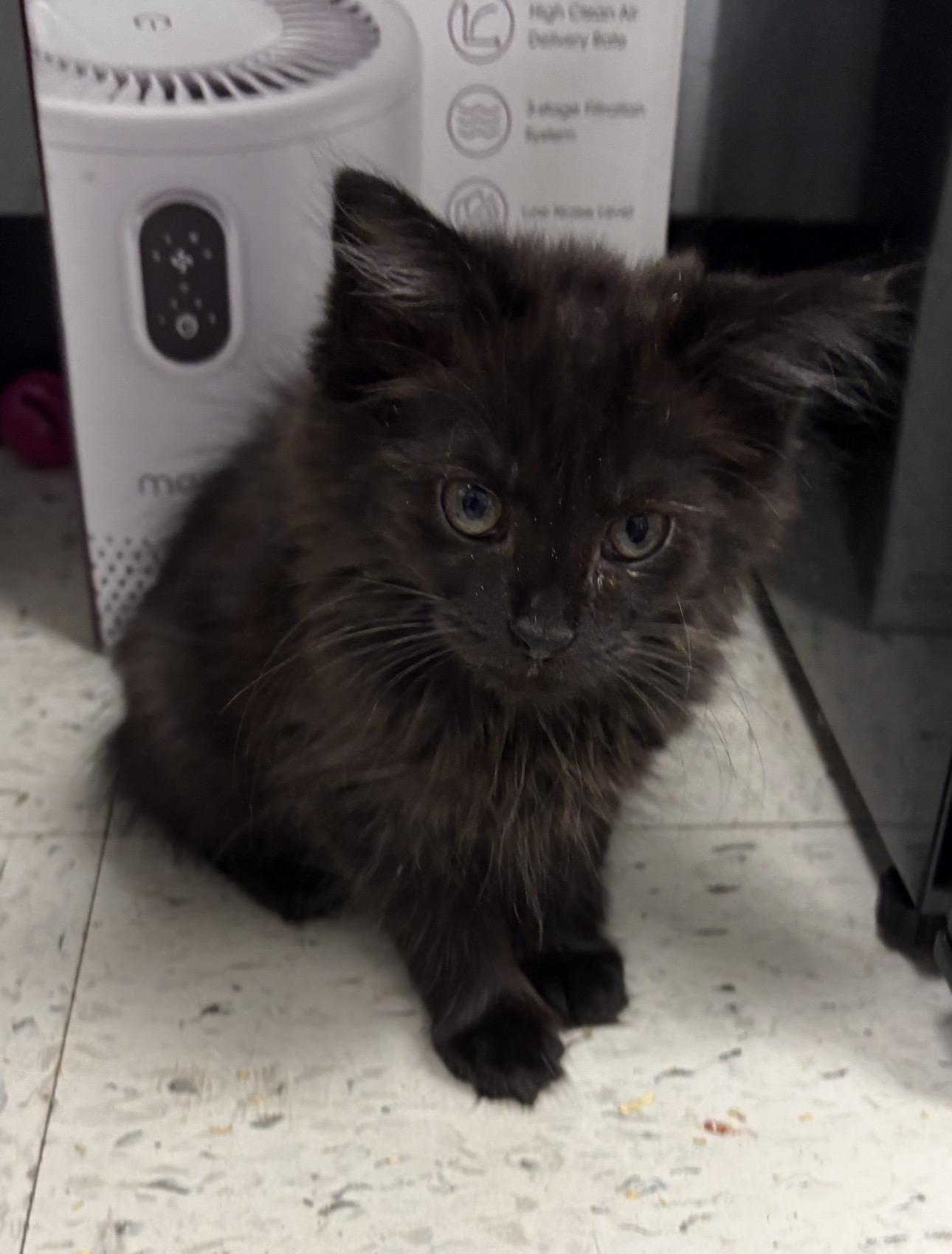 Enlarge Tuscon, a Adoptable Domestic Short Hair in Wayne , NJ image 1/1