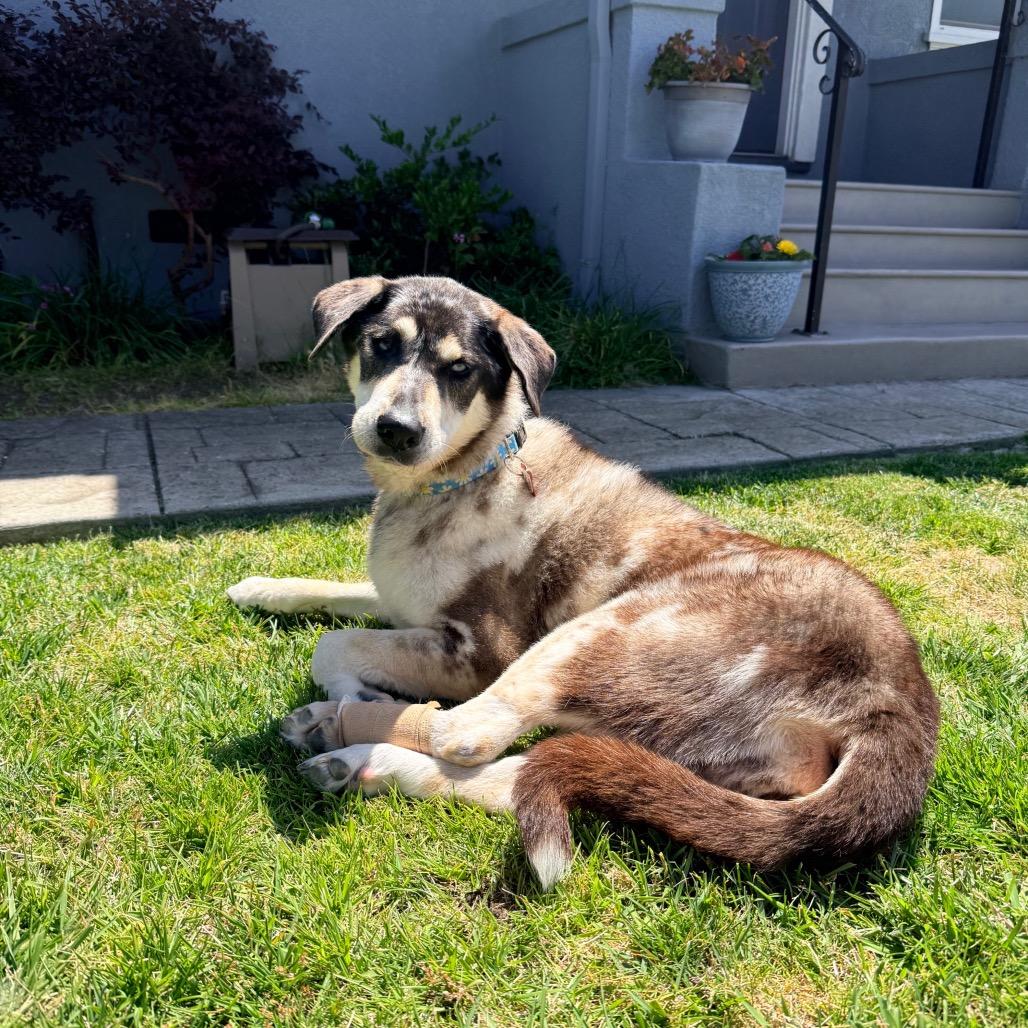 Willow Wags 13857, Adoptable, Senior Female Labrador Retriever & Catahoula Leopard Dog.