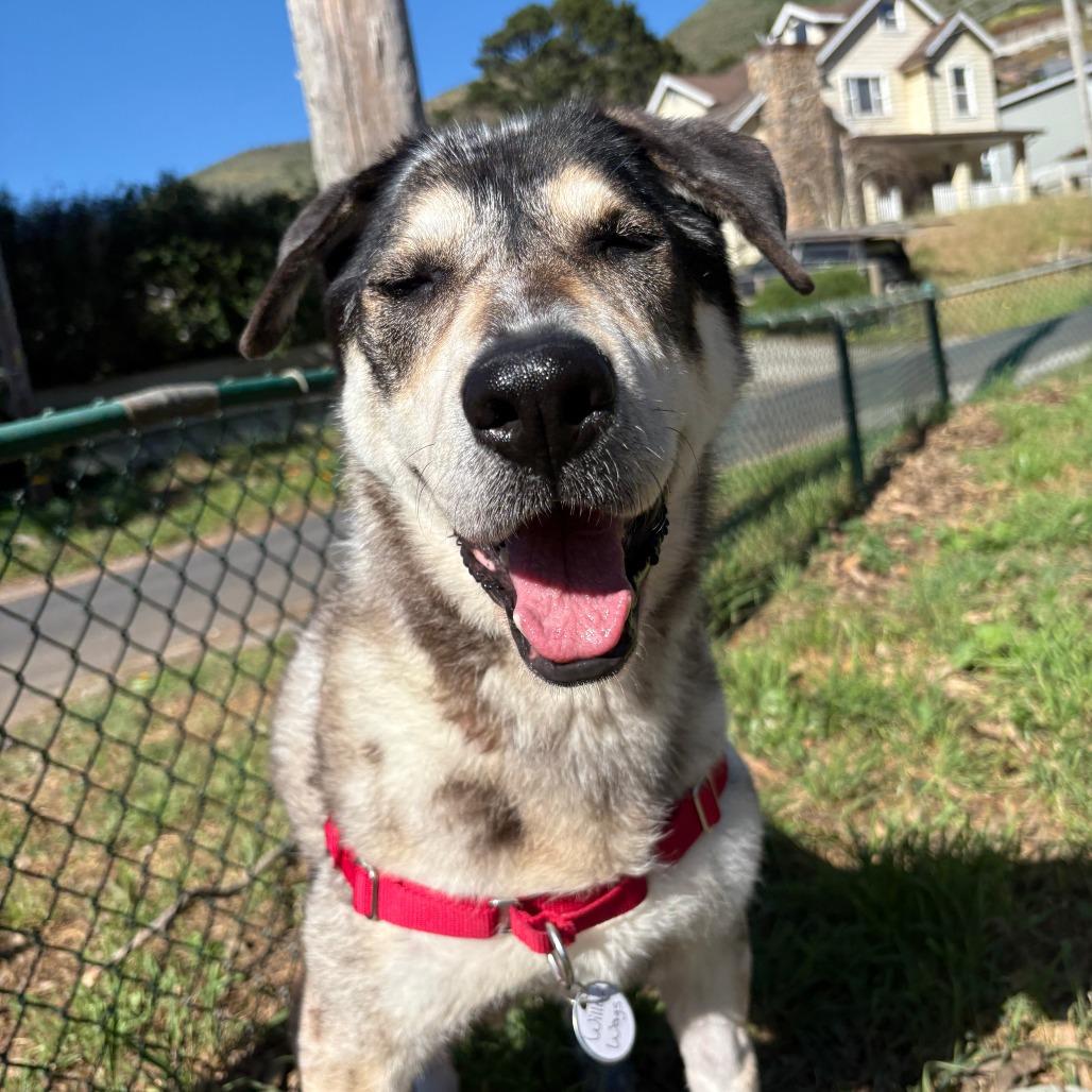 Enlarge Willow Wags 13857, a Adoptable mixed breed in San Francisco, CA image 3/6