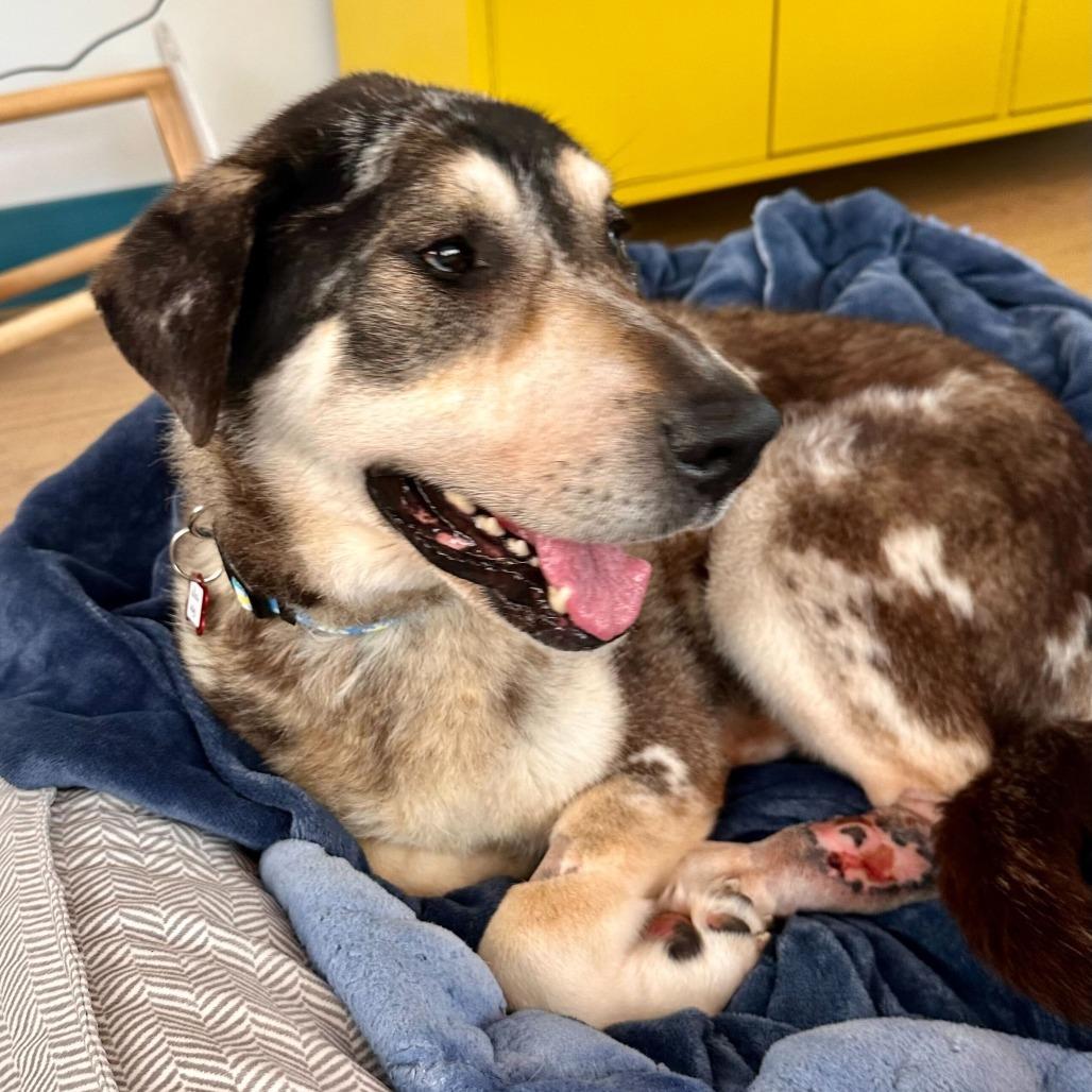 Enlarge Willow Wags 13857, a Adoptable mixed breed in San Francisco, CA image 6/6