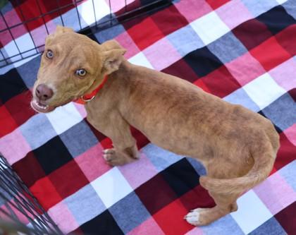Muddy, an adopted Mixed Breed in Athens, GA image 3/3