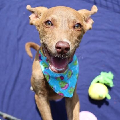Muddy, an adopted Mixed Breed in Athens, GA image 1/3
