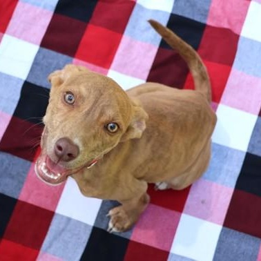 Muddy, an adopted Mixed Breed in Athens, GA image 2/3