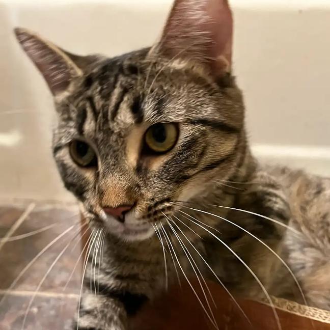 Enlarge Crater, a Adoptable Domestic Short Hair in Evanston, IL image 1/6