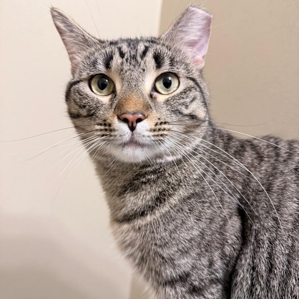 Enlarge Crater, a Adoptable Domestic Short Hair in Evanston, IL image 5/6