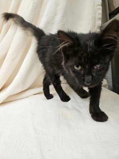 Enlarge Rogue, a Adopted mixed breed in McCook, NE image 2/2