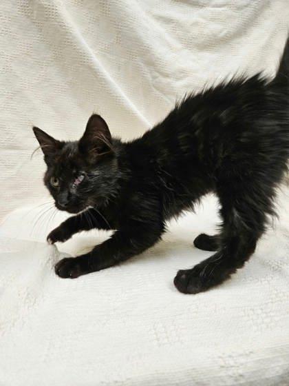 Rogue, Adopted, Young Female Domestic Medium Hair.