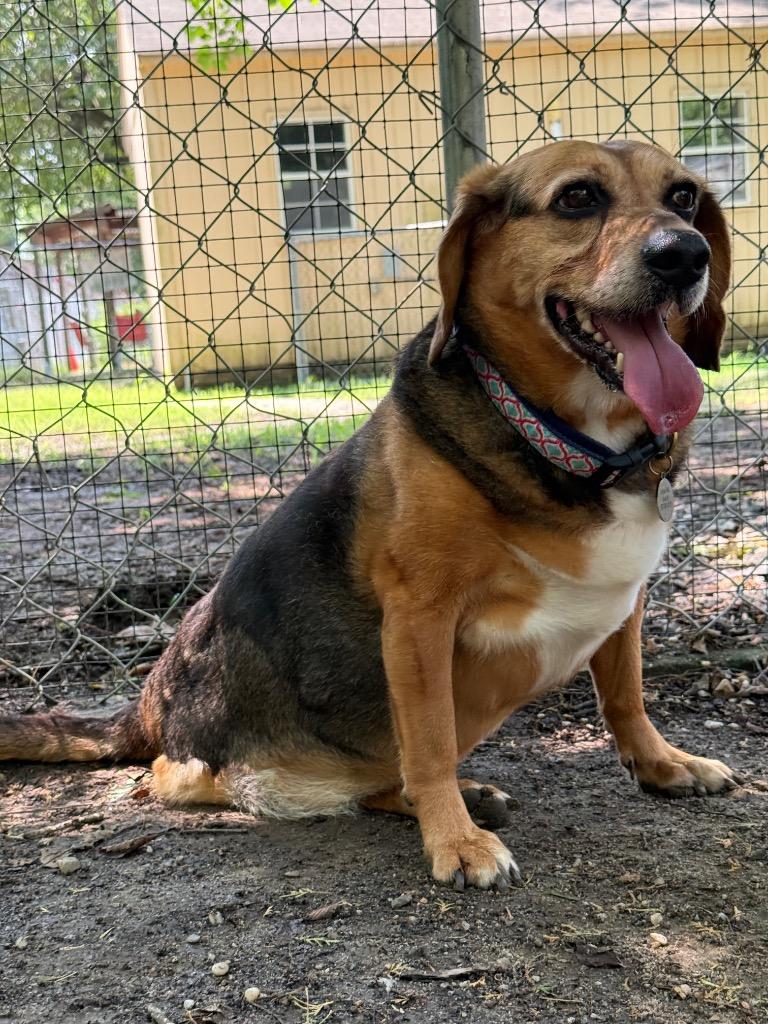 Melinda, a Adoptable Beagle in Hampton, VA image 1/4