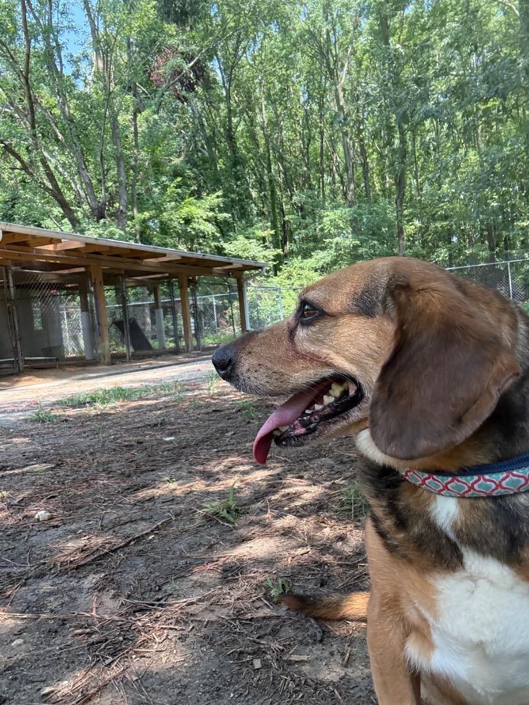 Melinda, a Adoptable Beagle in Hampton, VA image 2/4