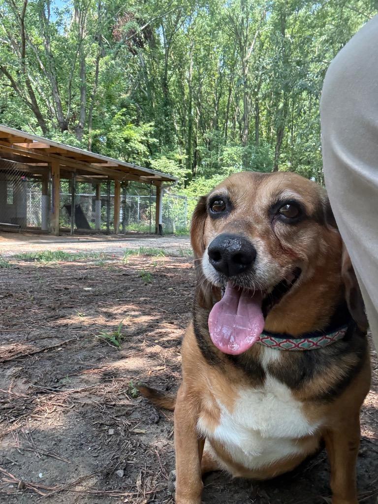 Melinda, a Adoptable Beagle in Hampton, VA image 3/4