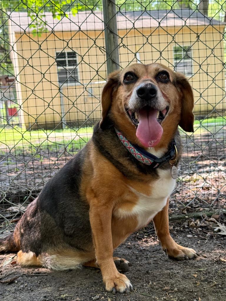 Melinda, a Adoptable Beagle in Hampton, VA image 4/4