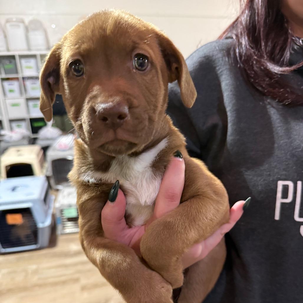 907 (2025), Adoptable, Puppy Female Pit Bull Terrier.