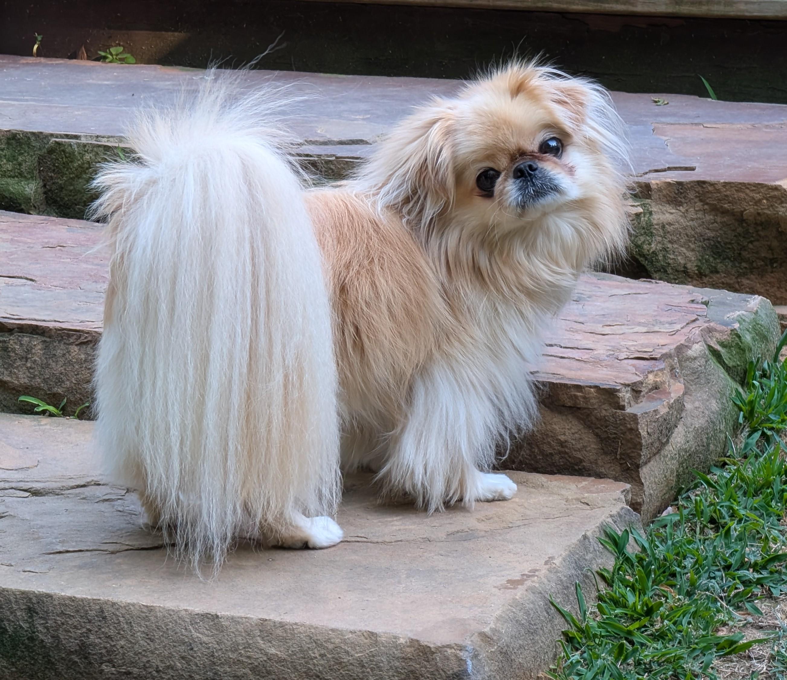 Enlarge Marley, a ADOPTABLE Pekingese in Greensboro, NC image 2/6
