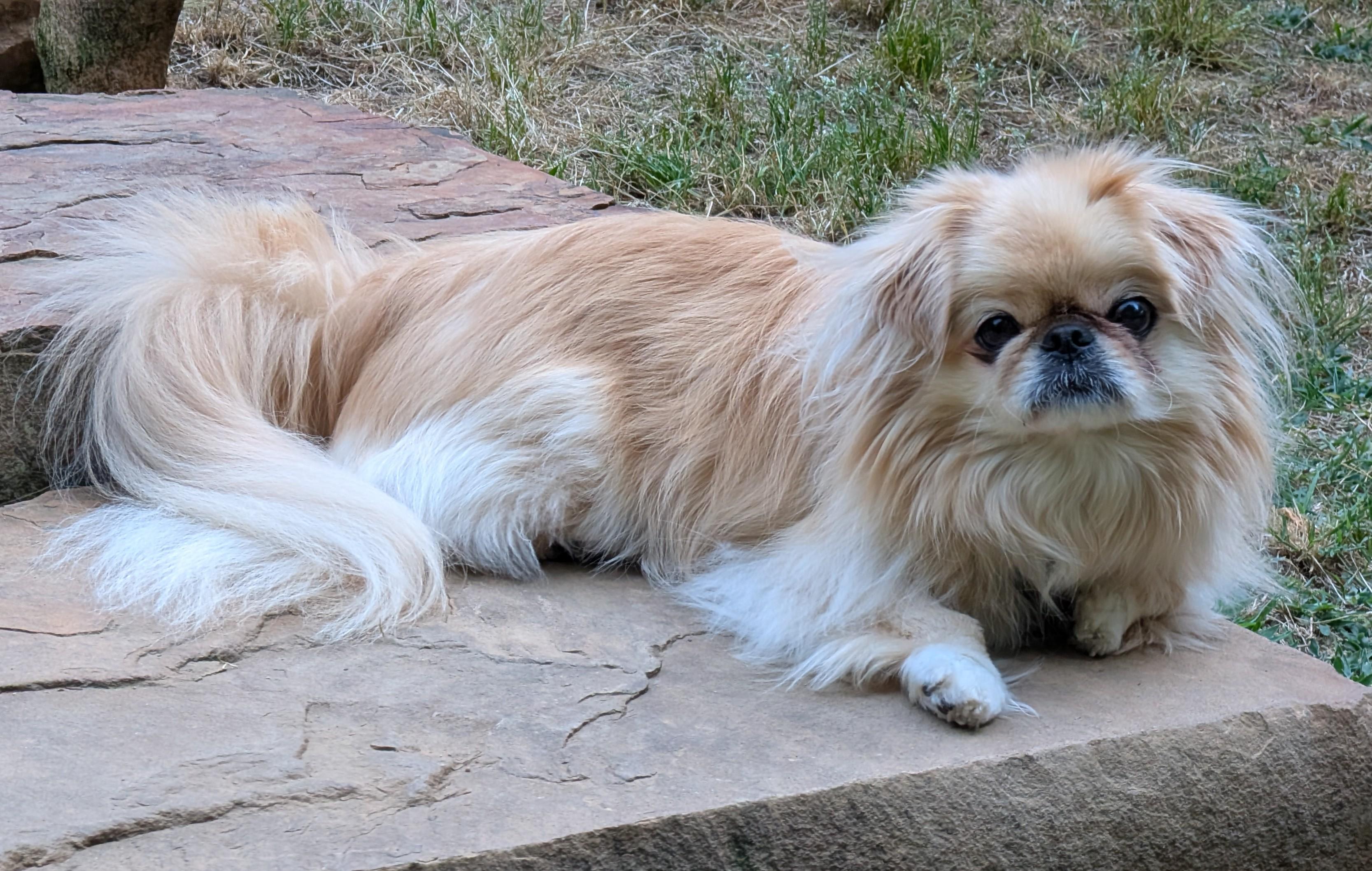 Enlarge Marley, a ADOPTABLE Pekingese in Greensboro, NC image 5/6
